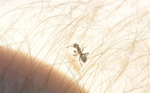 mrówka 2